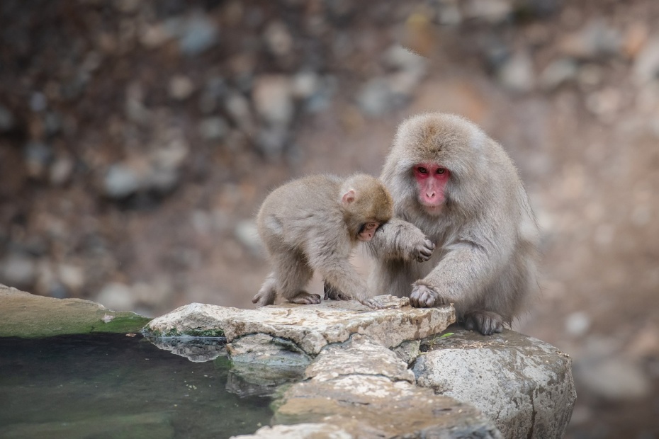 Snow Monkey