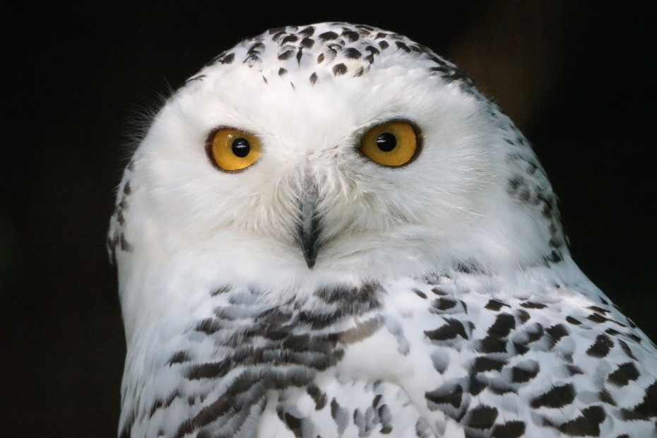 Snowy Owl