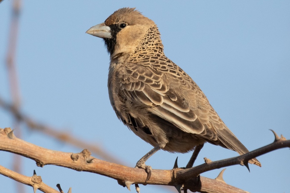 Sociable Weaver