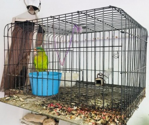 Rescued Parrot