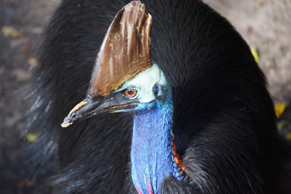 World Cassowary Day 2022 - Wildlife Around the World