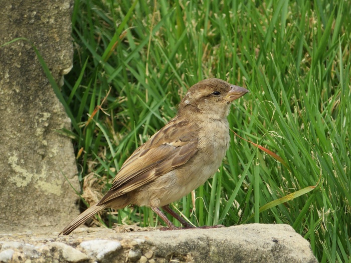 World Sparrow Day - Sparrow