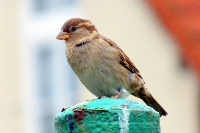 World Sparrow Day - Sparrow