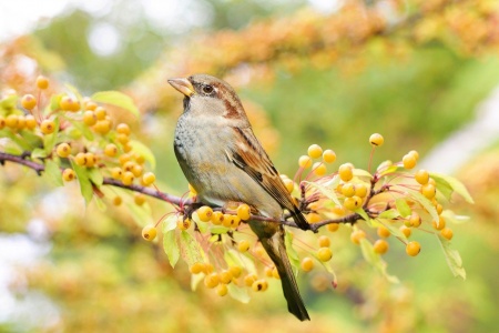 World Sparrow Day - Sparrow