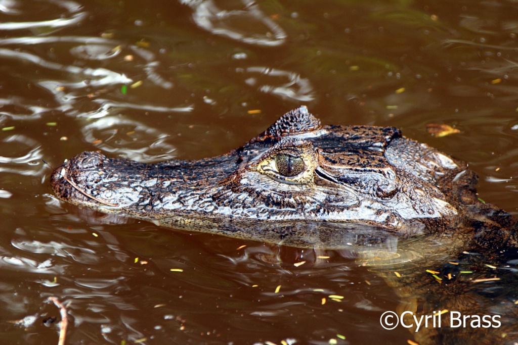 Reptiles in Central America - Spectacled Caiman