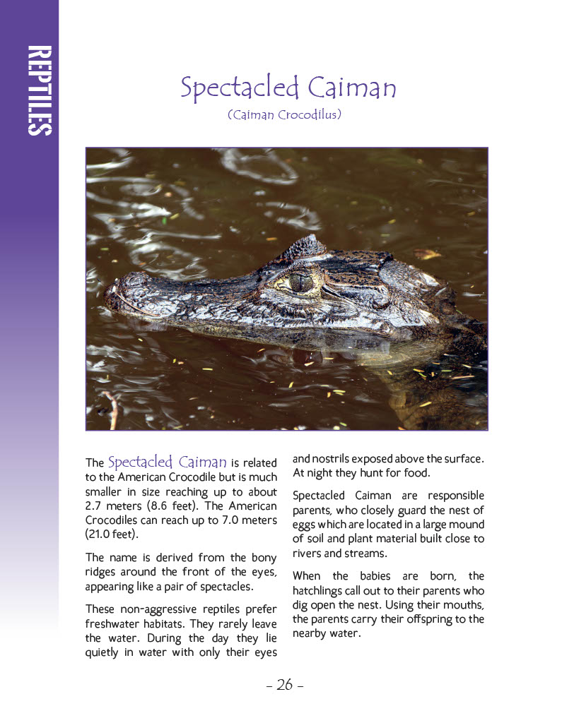 Spectacled Caiman - Wildlife in Central America 1 - Page 26