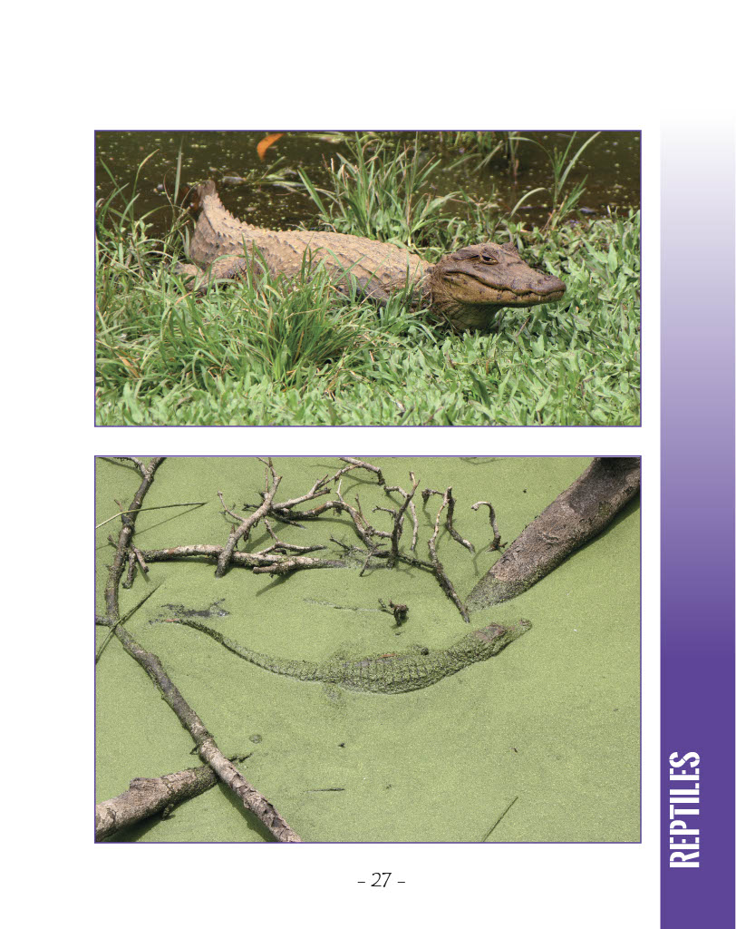 Caimans and Crocodiles - Spectacled Caiman - Wildlife in Central America 1 - Page 27