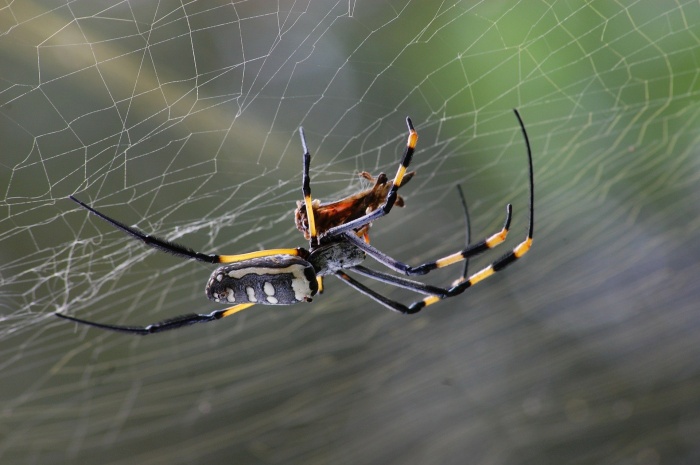 World Animal Day - Spider  