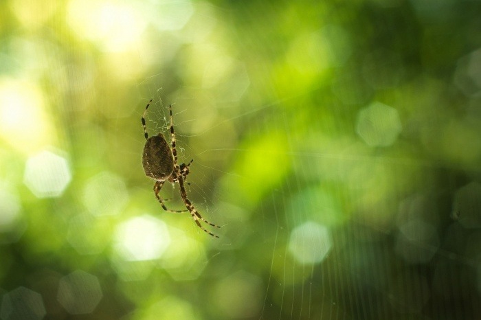 Save a Spider Day - Spider