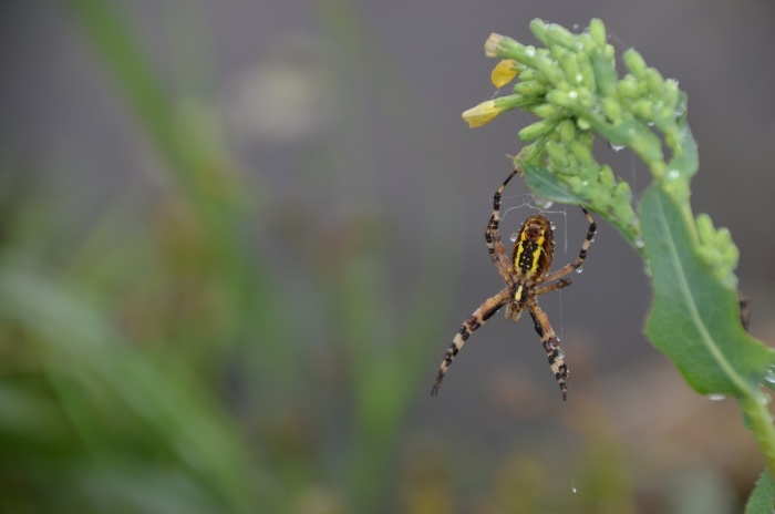 Save a Spider Day - Spider 