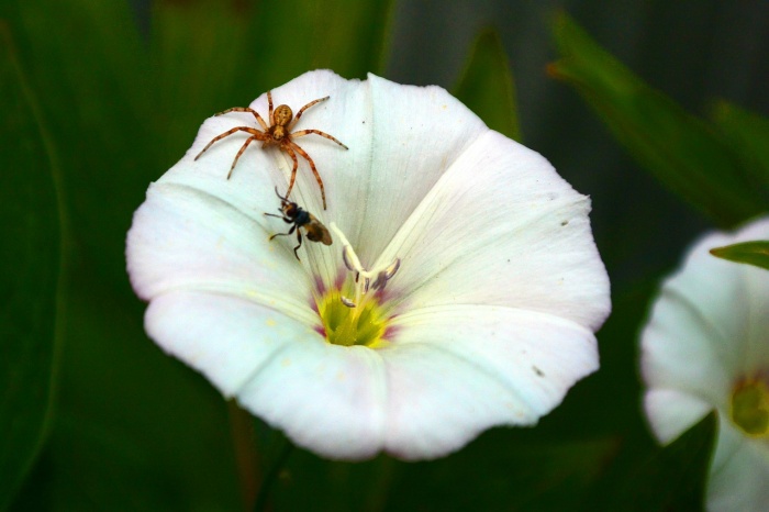 Save a Spider Day - Spider 