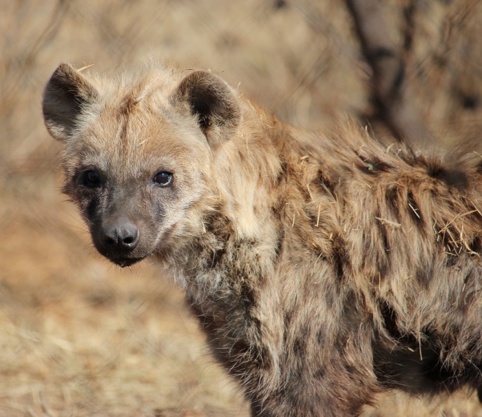 World Hyena Day - Hyena