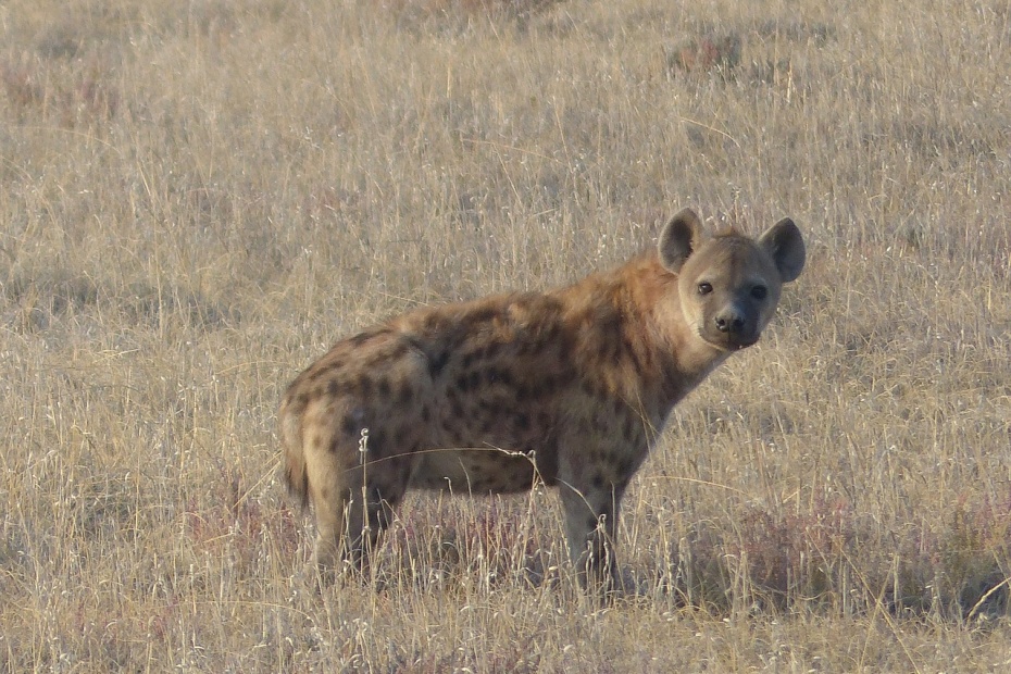 Spotted Hyena