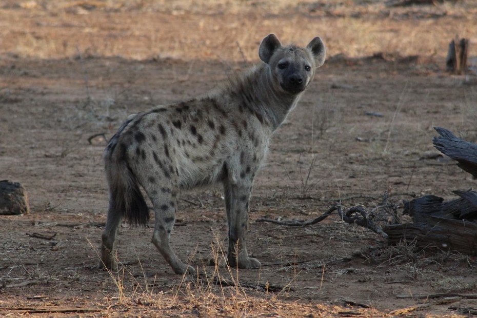 World Hyena Day