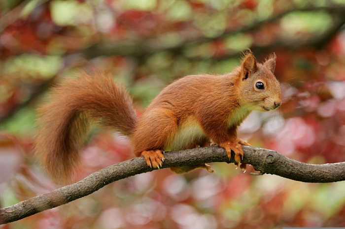 How to Stop Nature Deficit Disorder - Squirrel