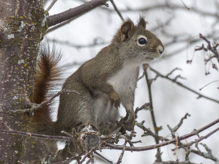 National Wildlife Week - Squirrel 