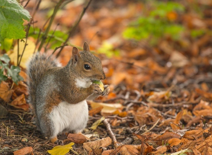 Squirrel Appreciation Day - Squirrel