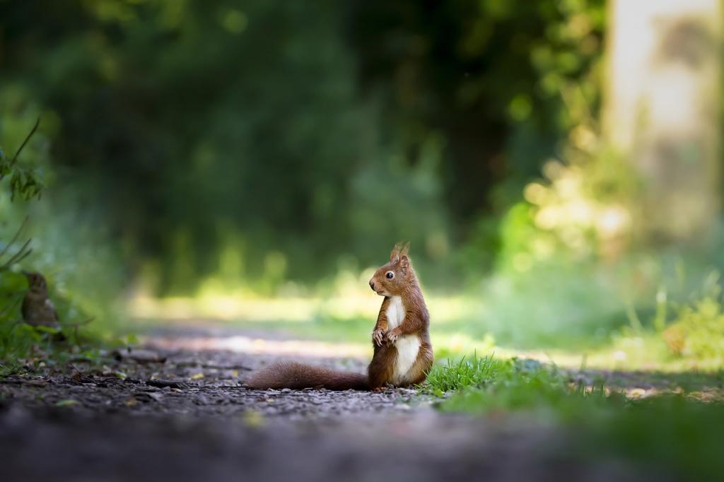 World Nature Conservation Day - Squirrel