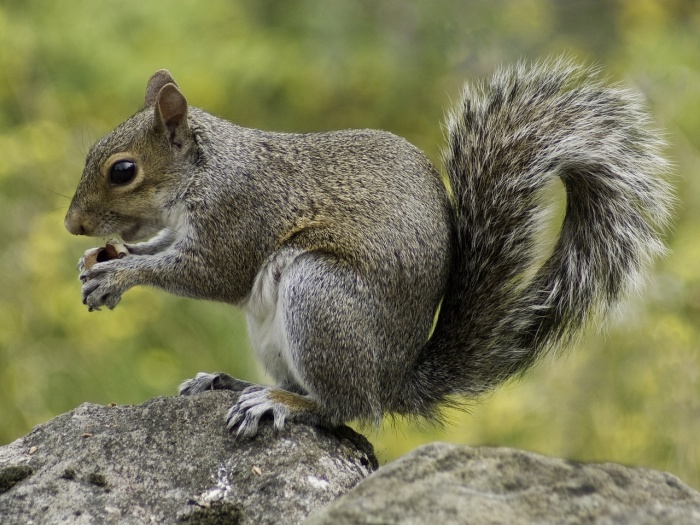 Squirrel Appreciation Day - Squirrel