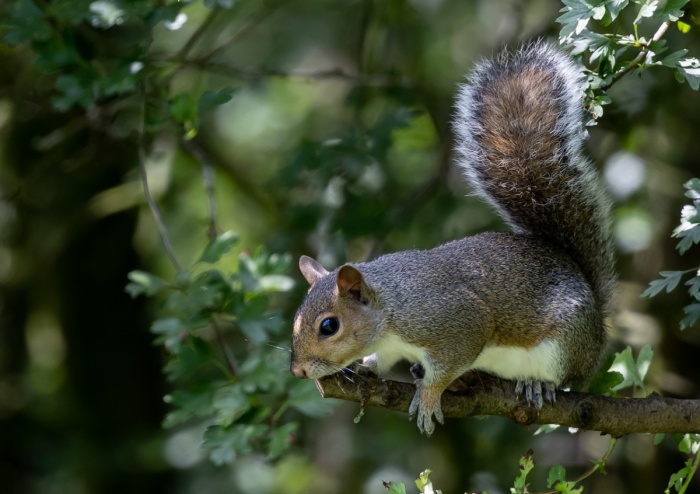 Squirrel Appreciation Day - Squirrel