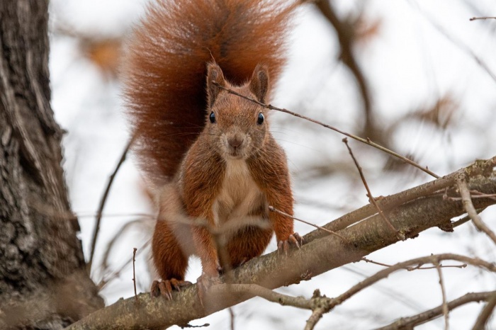 Squirrel Awareness Month 2022 - Wildlife Around the World