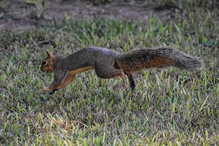 Squirrel Awareness Month - Squirrel