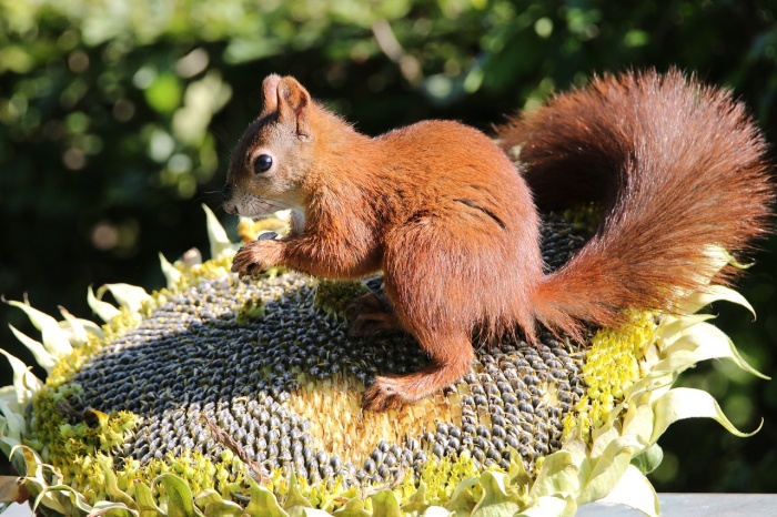 Squirrel Awareness Month - Squirrel