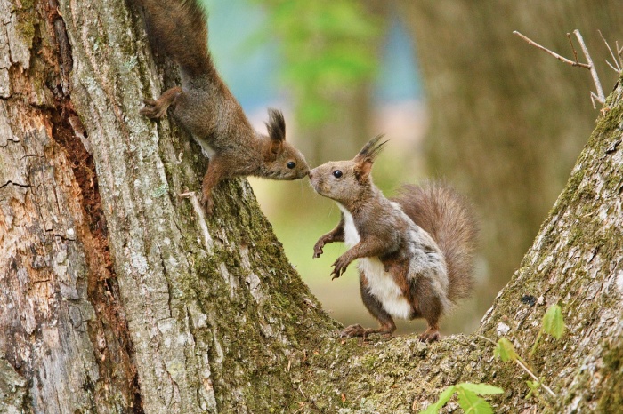 Squirrel Appreciation Day - Squirrels