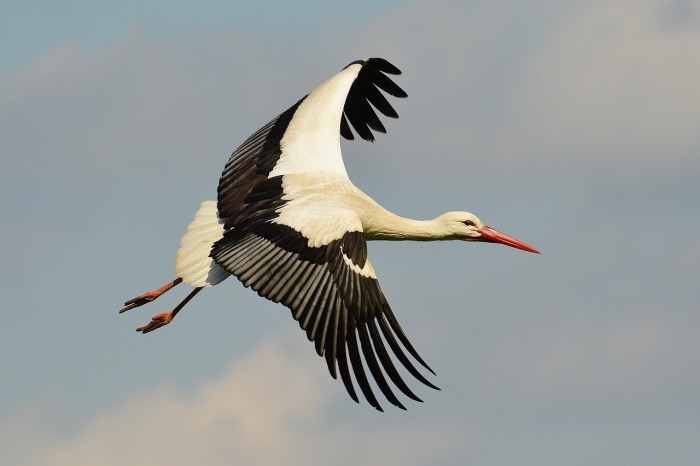World Stork Day - Stork Flying