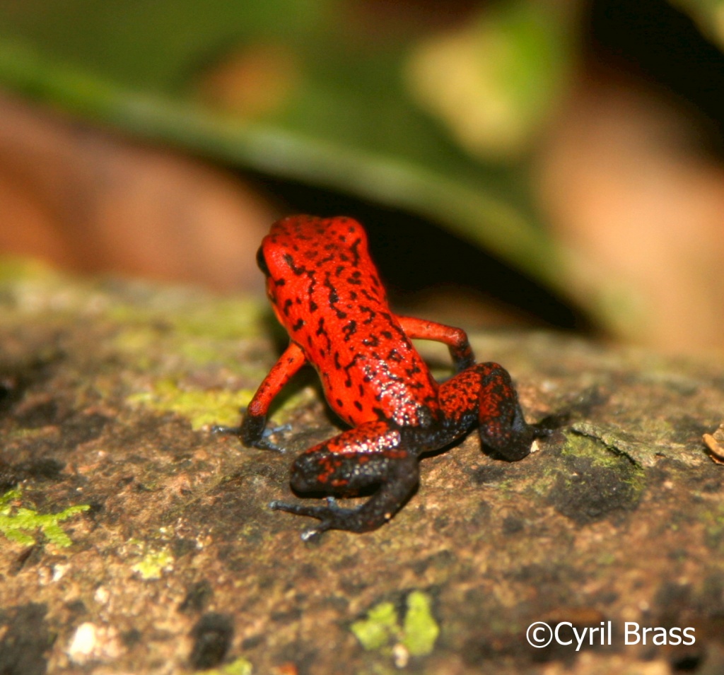 Amphibians in Central America - Strawberry Poison Dart Frog