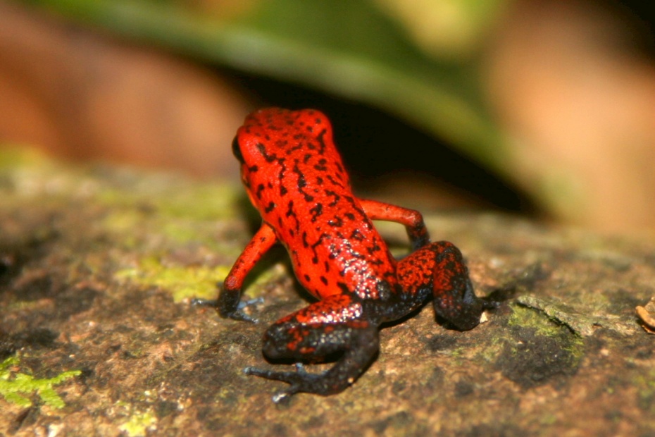 Strawberry Poison Dart Frog