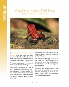 Poison Dart Frogs in Central America - Strawberry Poison Dart Frog - Wildlife in Central America 1 - Page 22