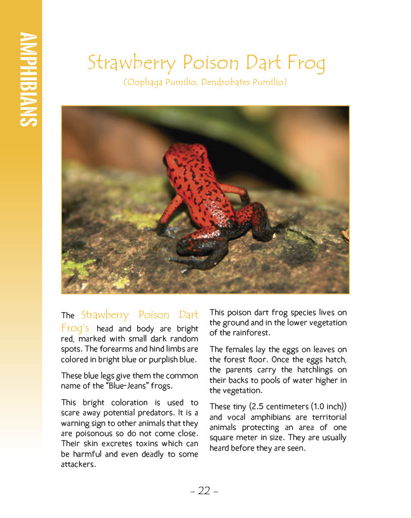 Strawberry Poison Dart Frog - Wildlife in Central America 1 - Page 22