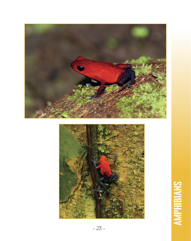 Strawberry Poison Dart Frog - Wildlife in Central America 1 - Page 23