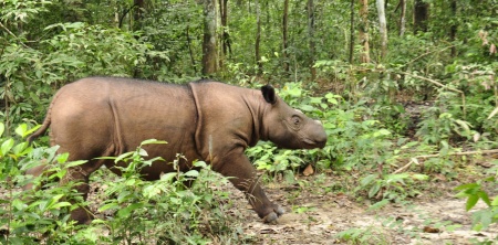 Rhinoceros Species - Sumatran Rhinoceros