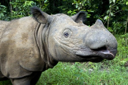 Rhinoceros Species - Sumatran Rhinoceros