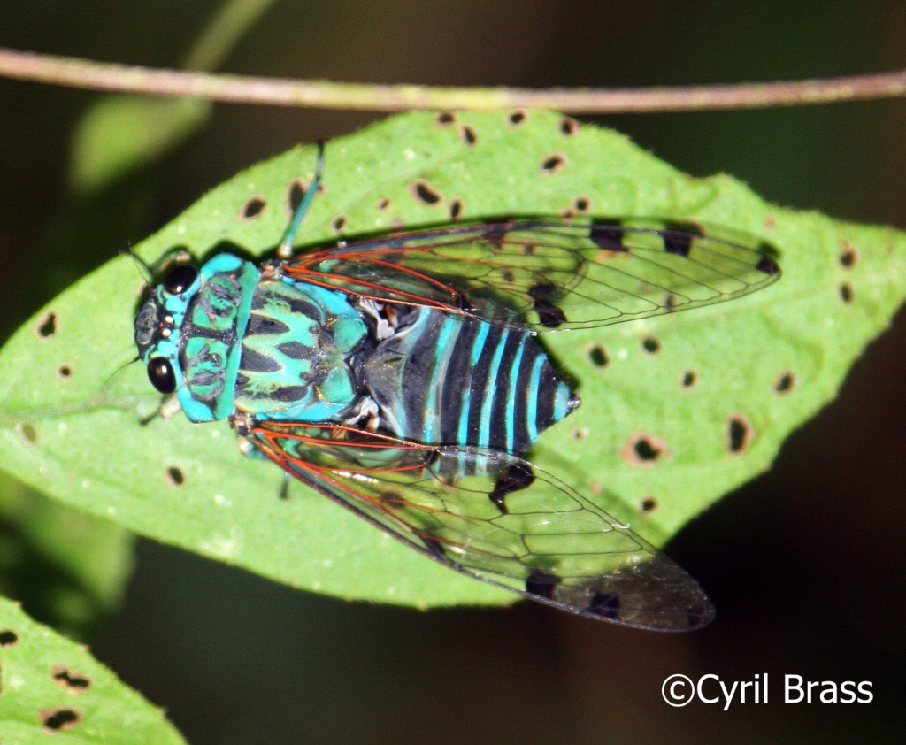 Central America Insects - Sundown Cicada