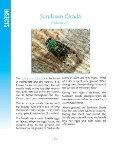 Sundown Cicada - Wildlife in Central America 2 - page 50