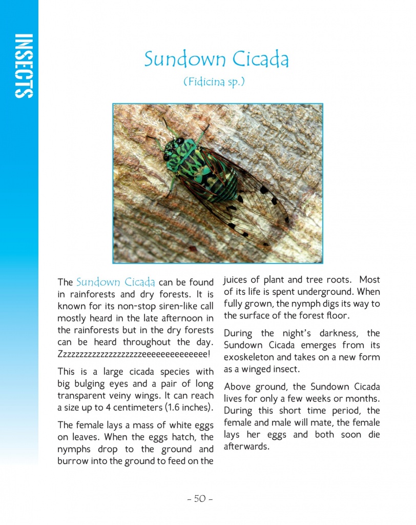 Sundown Cicada - Wildlife in Central America 2 - page 50