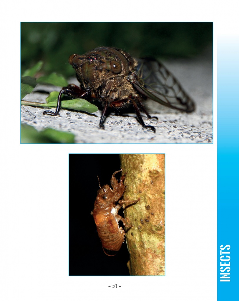 Sundown Cicada - Wildlife in Central America 2 - page 51