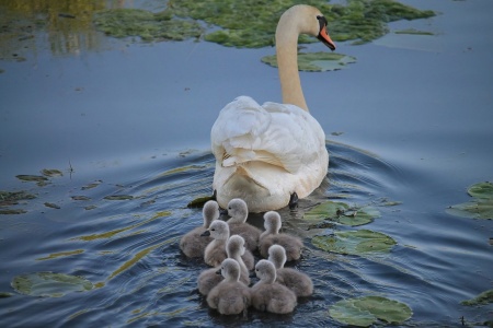 World Wildlife Day - Swans