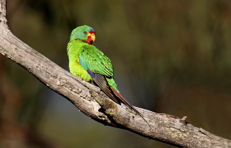 World Parrot Day - Swift Parrot