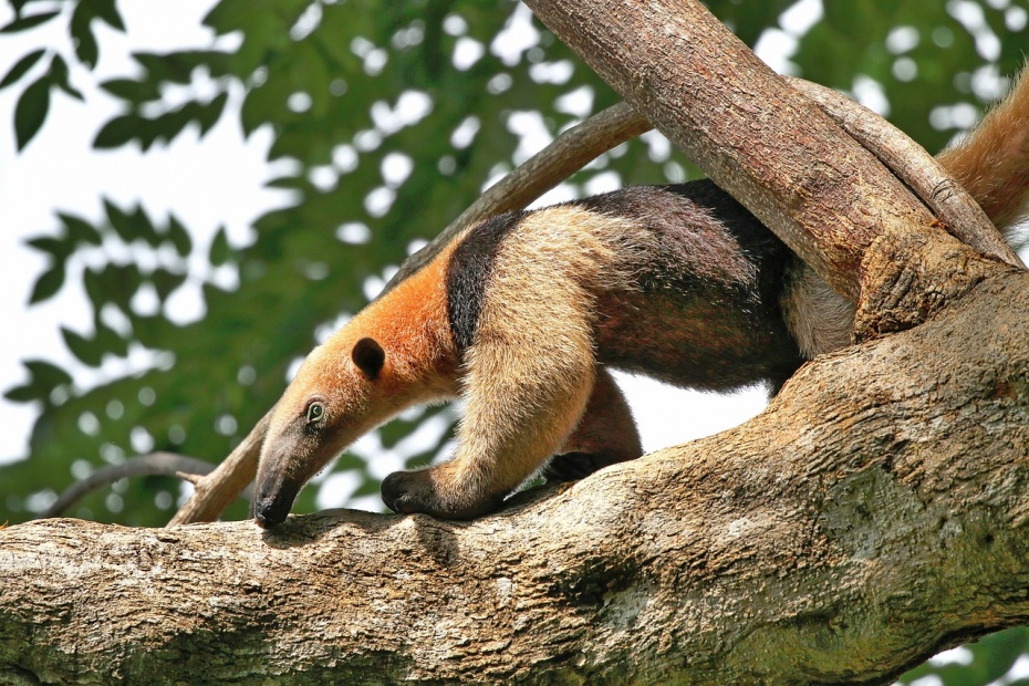 Lesser Anteater