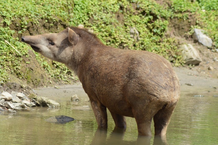 World Tapir Day - Tapir