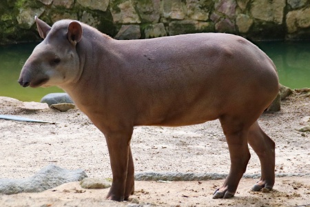 World Amazon Day - South American Tapir