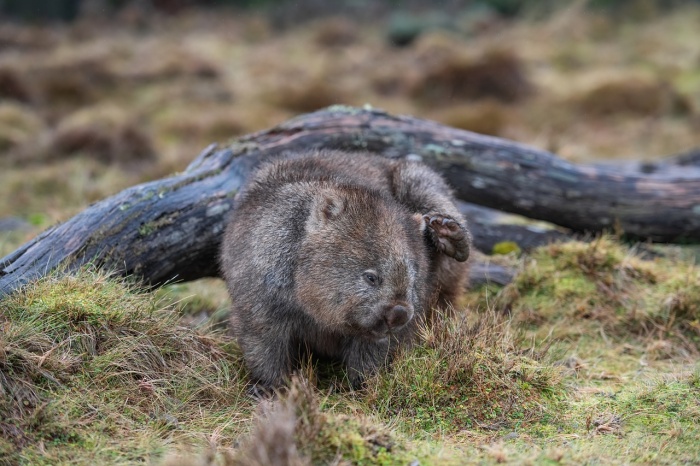 World Wombat Day - Tasmanian Bare-nosed Wombat