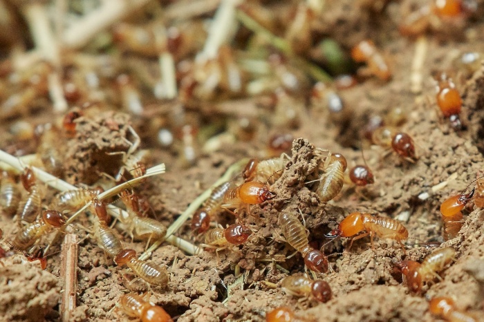 Termite Awareness Week - Termites