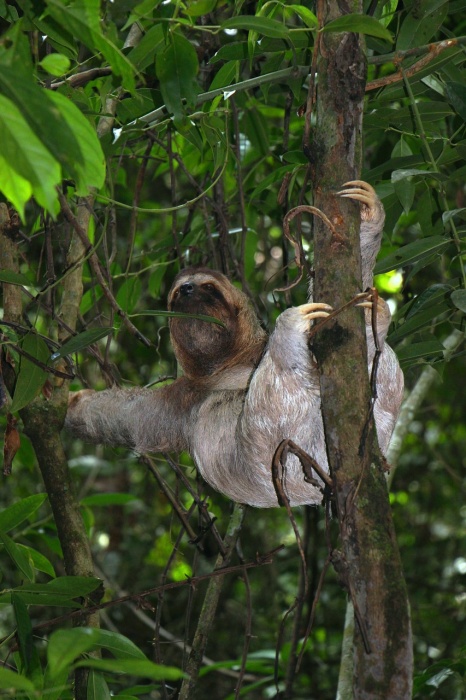 International Sloth Day - Three Toed Sloth