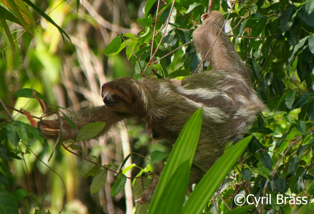 Mammals in Central America - Three Toed Sloth