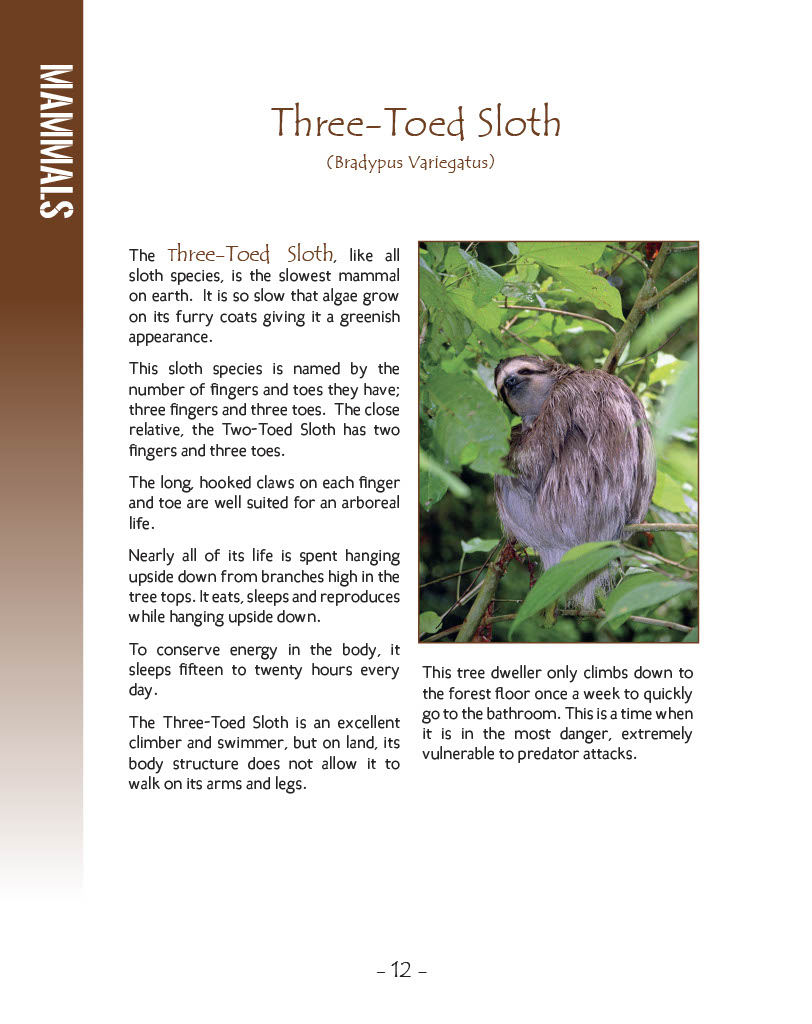 Three Toed Sloth - Wildlife in Central America 1 - Page 12